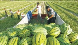 大瓜最新爆料图片,揭秘明星幕后真相